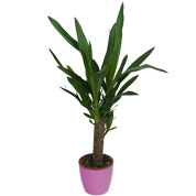 Yuca 1 Tronco + Cachep Rosa